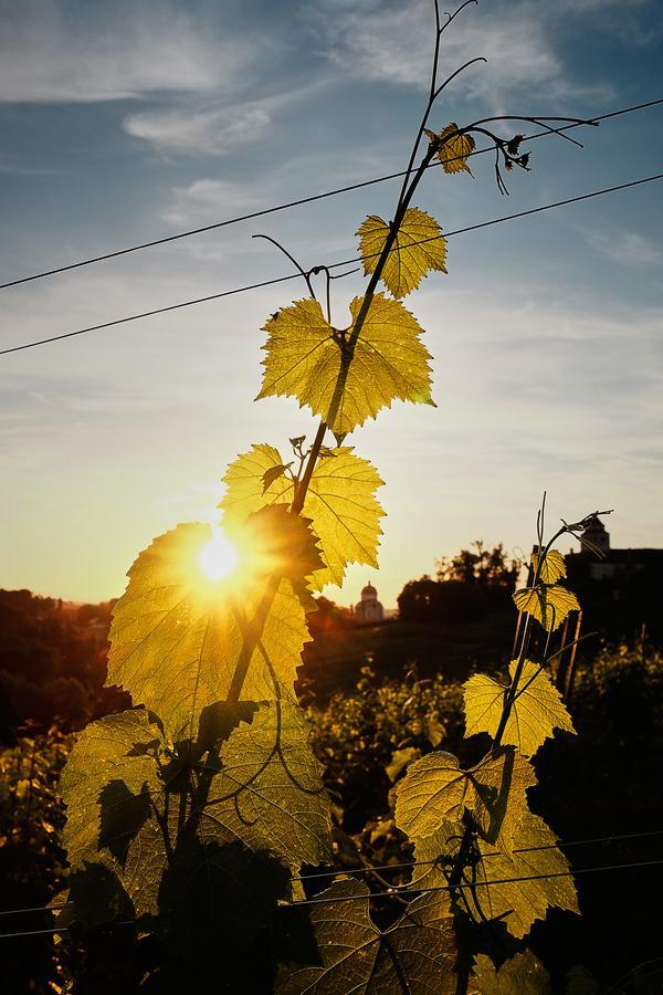 Loisium Wine & Spa Hotel Suedsteiermark Ehrenhausen Ngoại thất bức ảnh