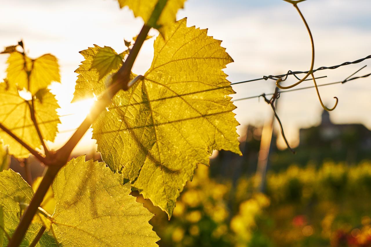 Loisium Wine & Spa Hotel Suedsteiermark Ehrenhausen Ngoại thất bức ảnh